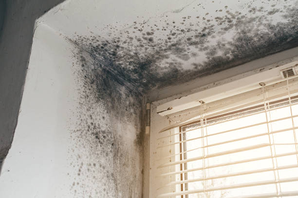 Affordable Mold Inspection solutions in Lumberton, NJ